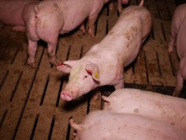 Schweine auf Vollspaltenboden