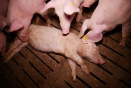 Totes Ferkel auf Spaltenboden umringt von anderen Tieren