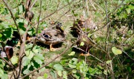 Enten