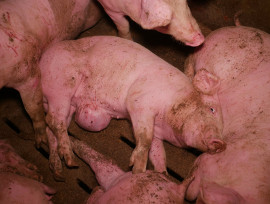 Schweine auf Vollspaltenboden