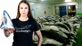 Sujetfoto Stop Finning