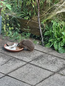Igel 1