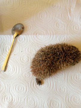 Igel 2