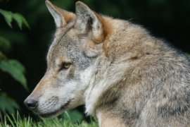 Wolf