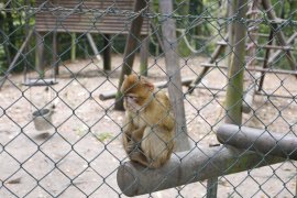 Berberafffe hinter Gittern