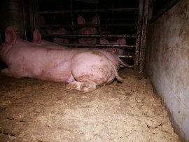 Schweine auf Teilspaltenboden 2