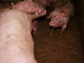 Schweine auf Teilspaltenboden 3