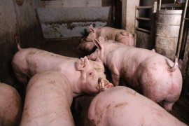 Schweine auf Teilspaltenboden 5