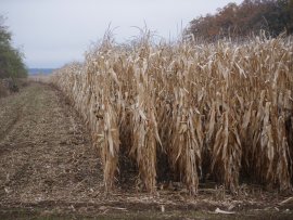 Maisfeld