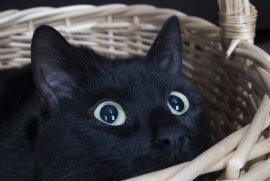 Katze