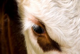 Kalb
