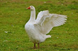Gans