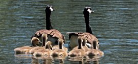 Wildgans-Familie