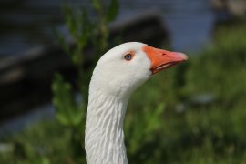 Gans