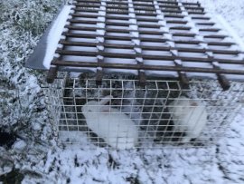Kaninchen im Schnee