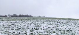 Schafe im Schnee
