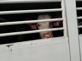 Kalb im Tiertransport