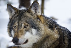 Wolf
