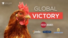 Focus campaign victory