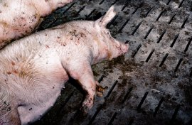 Schweine auf Vollspaltenboden