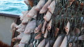 Fischfang 1