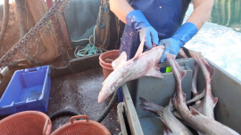 Fischfang 5