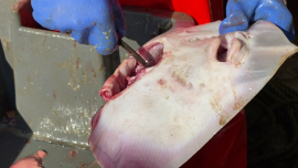 Fischfang 5