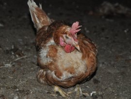 Bodenhaltung