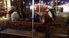 Ponys 1