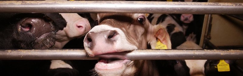 Weltmilchtag: Das versteckte Leid der Mastkälber
