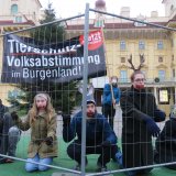 Aktion Gatterjagd: Wildtiere zerschneiden sich bei Flucht ihre Gesichter am Gatterzaun