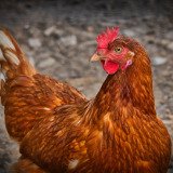 Geflügelpest bzw. Vogelgrippe