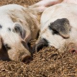 Fakten über Schweine