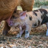 Das Sozialverhalten von Schweinen