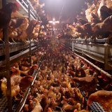 Bildergalerie: So sieht die Eierproduktion wirklich aus