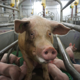 Froher Muttertag? Nicht für Schweinemütter!
