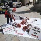 Weltmilchtag: VGT zeigt Tierleid hinter dem System Milch auf