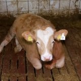 Weltmilchtag: Das versteckte Leid der Mastkälber