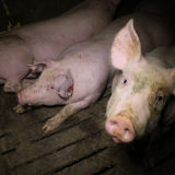 VGT fordert zum heutigen Hearing zum Tierschutzvolksbegehren einen großen Wurf
