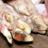 Studie Vet Uni München: 25 % der Schweine auf Vollspaltenboden haben verletzte Fußballen