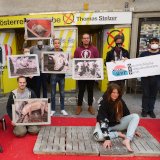 Nach 12 Stunden auf Schweine-Vollspaltenboden: schmerzhaft und alles andere als angenehm