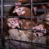 Käfigeier: Globaler Kampagnenstart