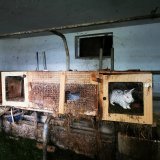 Mann lässt aus Profitgier zahlreiche Kaninchen vor sich hinvegetieren