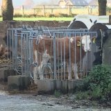 Bauer hängt seine Kühe an Ketten und sperrt seine Kälber in winzige, selbst zusammengezimmerte Holzverschläge und Iglus