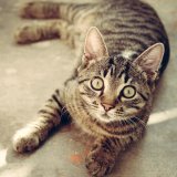 Anzeige: Rheumadecken aus Katzenfell