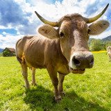Der Körper der Rinder