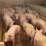 Tierschutzvolksbegehren: 416.000 Menschen unterschrieben für Verbot Vollspaltenboden