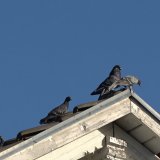 Taubenbabies bedroht - Stadttauben brüten in Abriss-Bahnhof