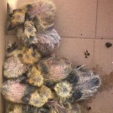 Skandal am alten Bahnhof: Harder Gemeinde vernachlässigt den Tierschutz massiv