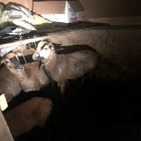Ehepaar hält sich eigenen kleinen „Speise-Zoo“